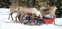Four deer eating from a red feeder in a snowy forested area.